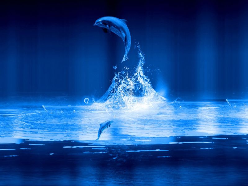 delfin