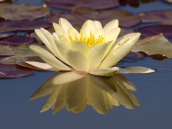 liliom
